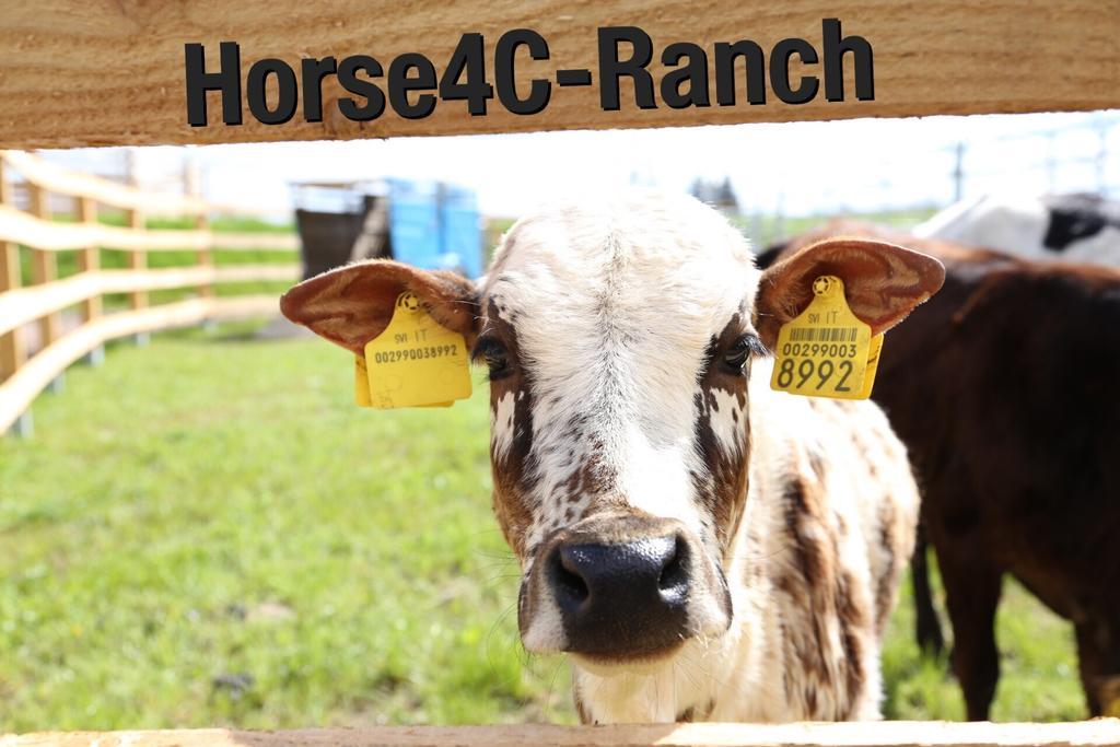 Hotel 4C Horse Ranch Hainichen Exterior foto